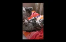 Mr. Kitty turns into a masseuse for Miss Kitty