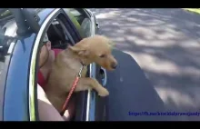 Jechał z psem za kierownicą... i go zgubił