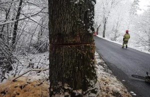 Kolejne podcięte drzewa przy drogach. Tym razem w powiecie kościerskim...