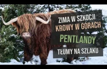 Pentlandy i szkockie krowy w górach. Edynburg - góry w Szkocji