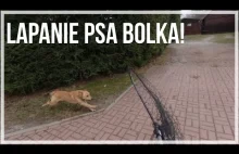 Łapanie psa Bolka.