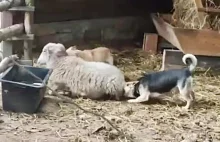 Bezpańskie psy zaatakowały owcę w Mini ZOO w Kałkowie. Interweniują...