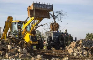Izrael zniszczył ponad 3400 drzewek oliwnych Palestyńczykom