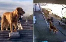 Pies wszedł na dach ¯\\\_(ツ)\_/¯