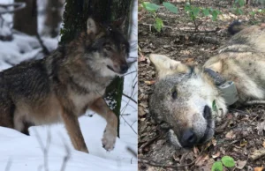 Jeden strzał zabił kilka wilków. Szczenięta po śmierci Kosego padły z...