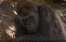Koronawirus zaatakował goryle. Mogły się zarazić od pracownika zoo