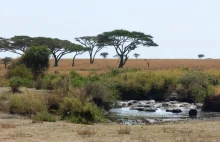 Wycieczka na safari, czyli Parki Narodowe w Tanzanii