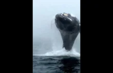 Fruwający wieloryb