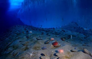 Spały 100 milionów lat pod dnem oceanu. Teraz się obudziły