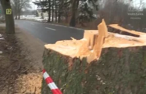 Ktoś podcina przydrożne drzewa aby spadały na samochody
