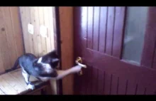 Kitku otwiera drzwi