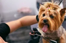 Sąd o lockdownie: psy mogą chodzić do fryzjera, ludzie nie.