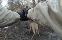 Strażnik leśny uwalnia dwa jelenie, strzelając w ich poroże