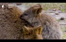 Quokka TV