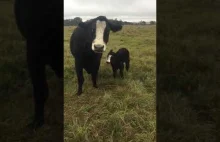 Krowa przyprowadza dziecko, aby pokazać je właścicielowi