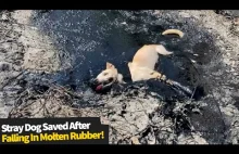 Ratownie bezpańskiego psa, który ugrzęzł w kałuże smoły