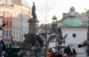 Kurier rowerowy odpowie za rozjechanie gołębi na Rynku Głównym