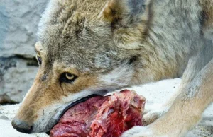 Jaś Kapela nominowany do Biologicznej Bzdury '21 za wypowiedź o wege wilkach