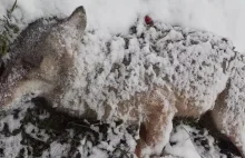 Znowu nielegalnie zastrzelono wilka. (uwaga drastyczne zdjęcia)