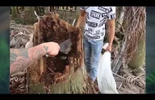 Eksmisja kobry królewskiej ze 100-letniej palmy kokosowej