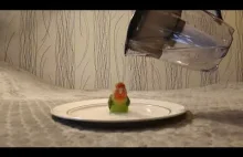 Ptak biorący kąpiel na talerzu