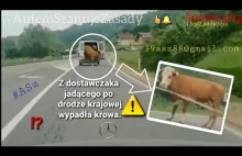 Krowa wypadła z busa na drodze krajowej