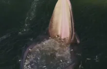 Wieloryb zjada ryby