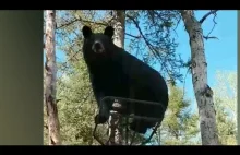 Myśliwy nakazuje niedźwiedziowi zejść z drzewa
