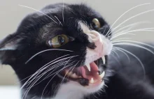 Agresja u kotów nie bierze się znikąd! 10 powodów, dlaczego kot jest agresywny