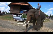 Atak słonia na polskiego turystę