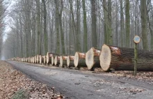 Osiąga na aukcjach zawrotne kwoty. Krotoszyńska dębina trafia w...