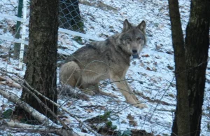 Zastrzelenie wilka Miko pod Kluczborkiem pozostanie bezkarne