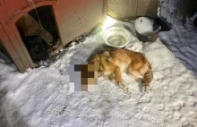 Pies zamarzł na śmierć. Rodzina: padł to padł - Polsat News