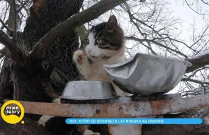 Kot Borys od 9 lat mieszka na drzewie
