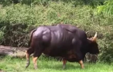 Gaur - tzw. indyjski bizon.