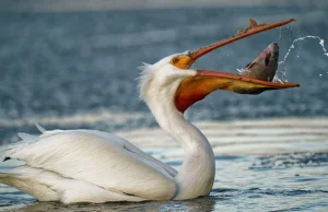 1700 pelikanów łyka bez popity wpis trolla z reddita xD