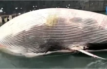 Niezwykle ogromne ciało wieloryba znalezione u wybrzeży Włoch