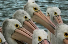 1900 pelikanów uwierzyło, że "moderatorzy reddita tuszują historię Polski" xD