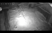 Kamera z monitoringu nagrała jak wilki zagryzły psa