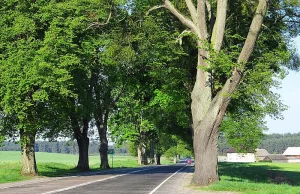 Wycinka 580 drzew dla bezpieczeństwa. Wychodzą na jezdnię i uderzają w auta?