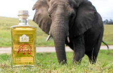 Craftowy gin produkowany dzięki słoniom. Kupując wyjątkowy trunek, można...