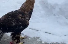 Kot obrywa po głowie od orła przy próbie kradzieży mięsa
