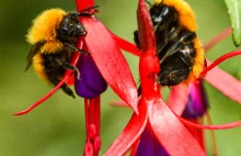 25% znanych gatunków pszczół zniknęło od lat 90.