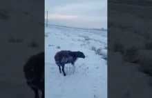 Zamarznięte zwierzęta w Kazachstanie z powodu ekstremalnie niskich temperatur