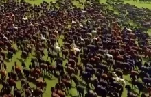 Stado koni w Mongolii
