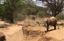 Słoń schodzi z urwiska