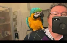 Reakcja papug na odbicie lustrzane.
