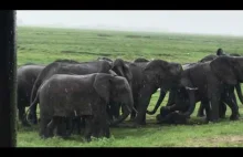 Narodziny słoniątka