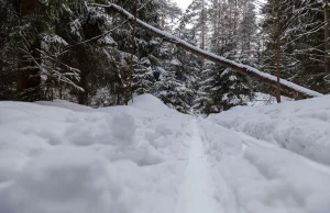 Pokazał, co znalazł w lesie. "Działa to jak szubienica"