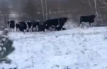 Stado zdziczałych krów żyje koło Czarnobyla na Ukrainie [VIDEO]